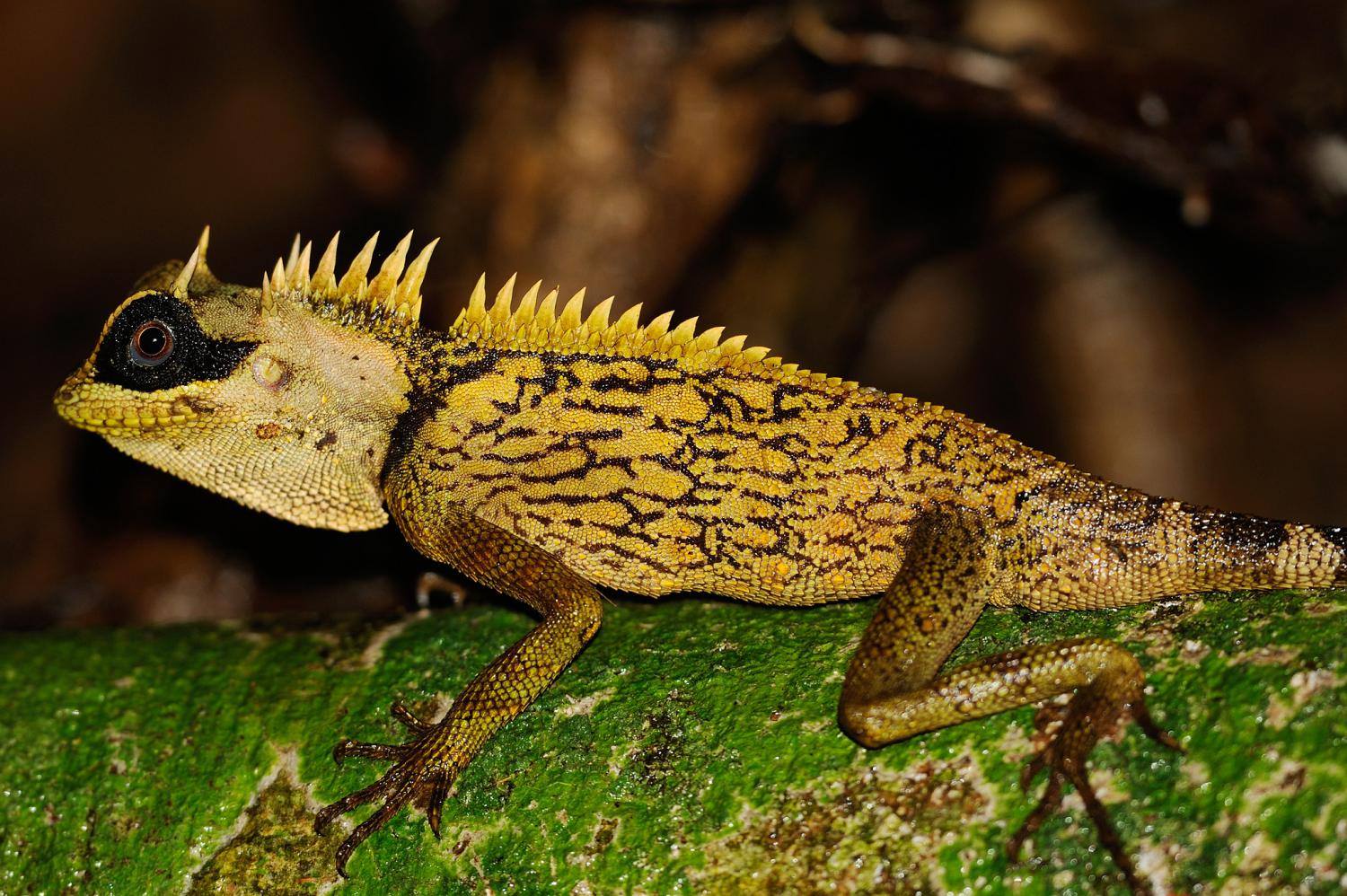 Cardamom tree dragon (Acanthosaura cardamomensis)