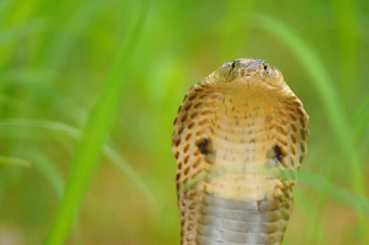 Monocled Cobra - KHAO SOK National Park, Thailand