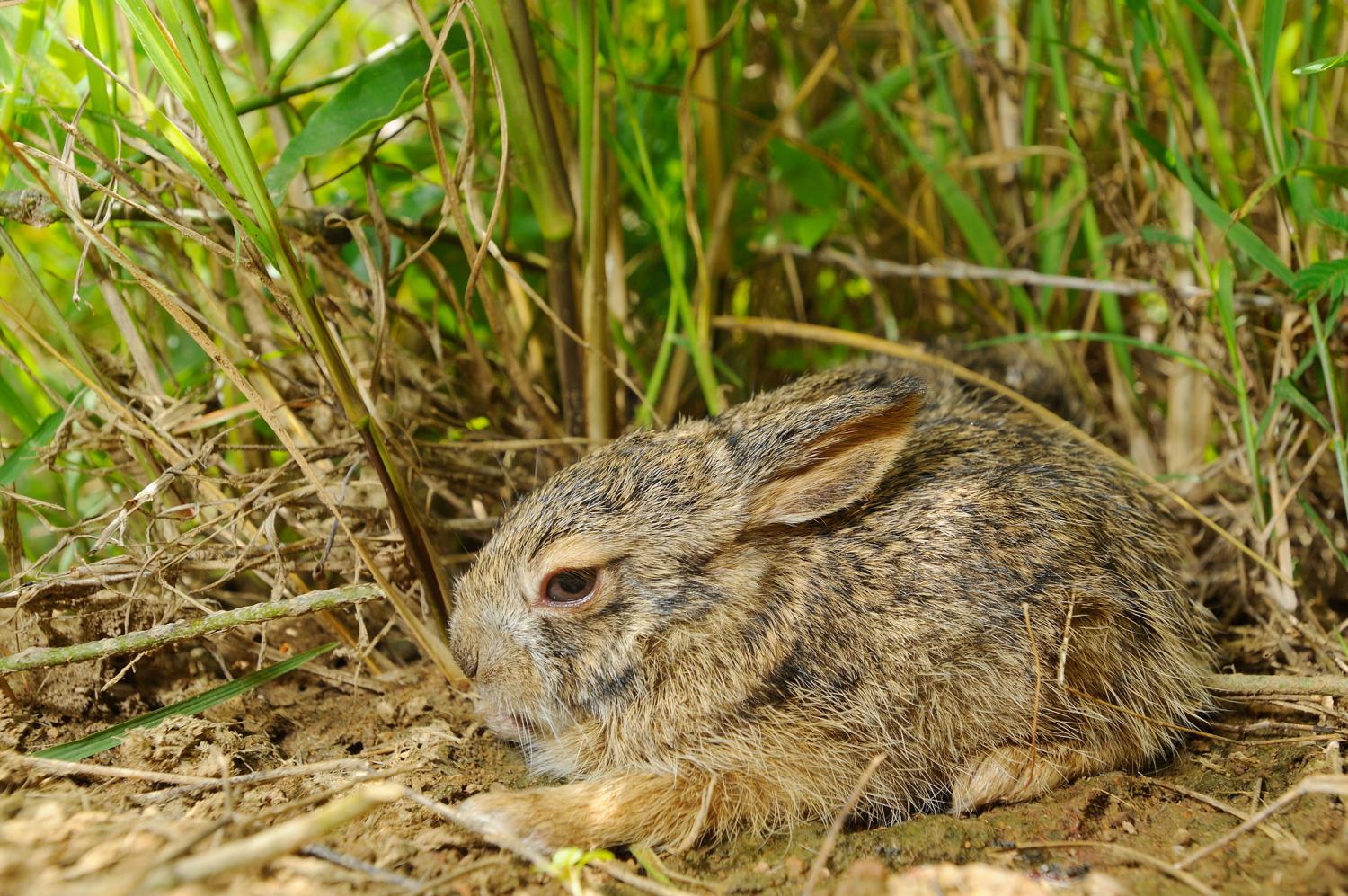 Burmese hare (Lepus peguensis)