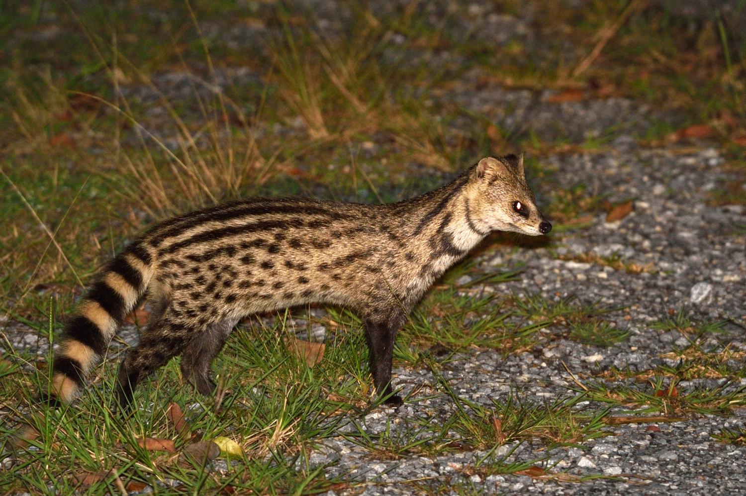 Small Indian civet (Viverricula indica)