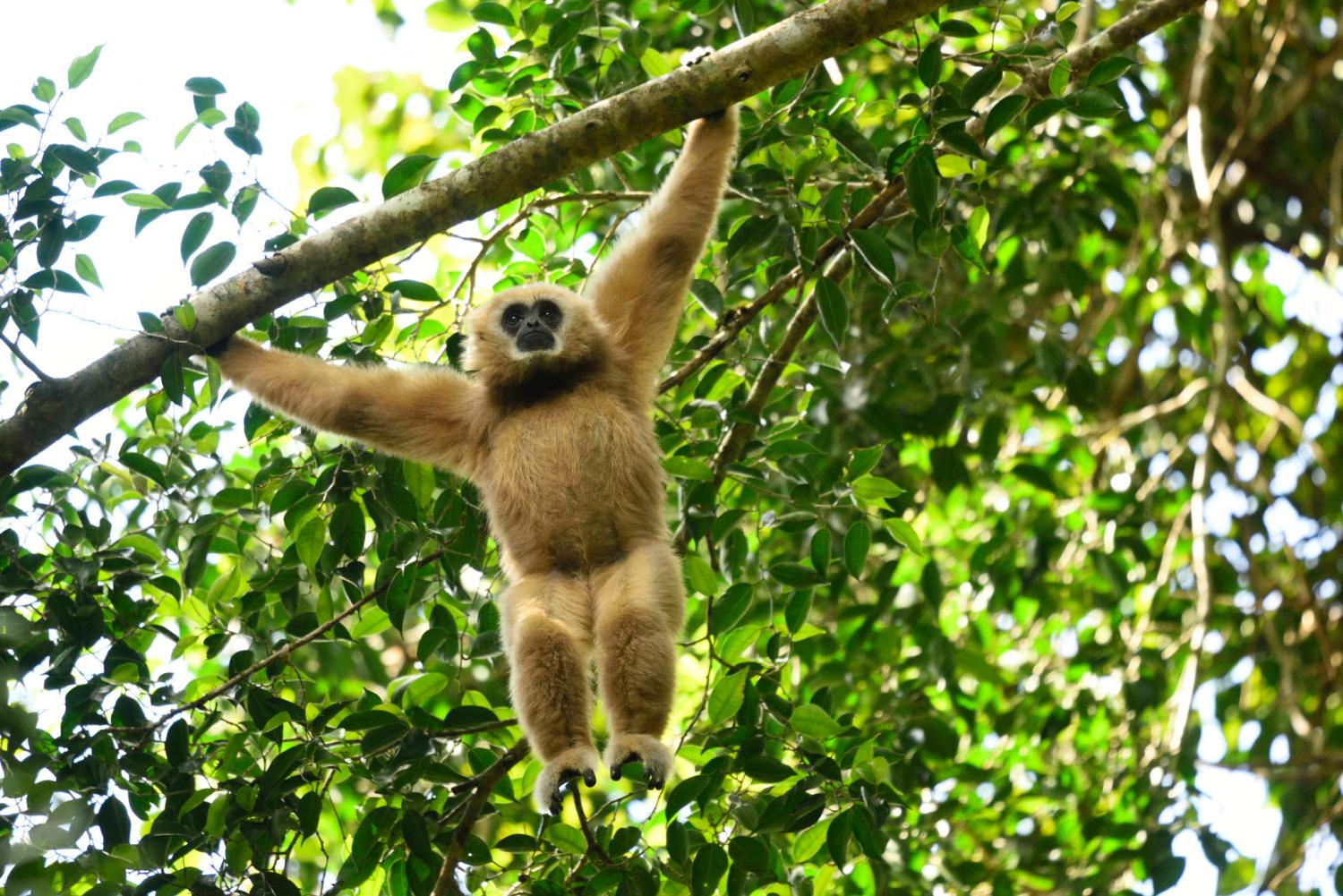 Hylobates lar / Lar gibbon in Dierenpark Planckendael