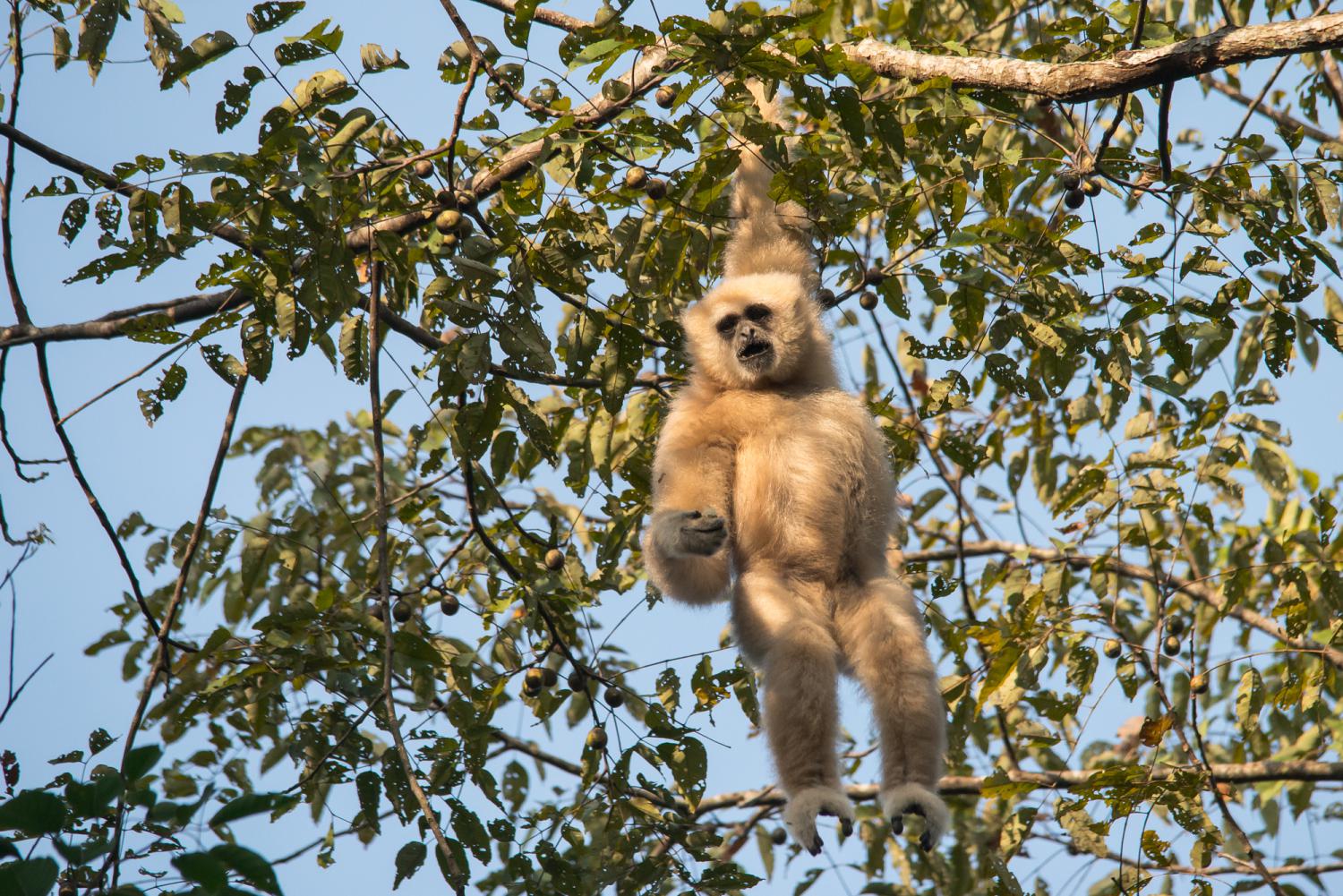 Main blanche, gibbon Hylobates lar, s'asseoir, à l'extérieur, pré