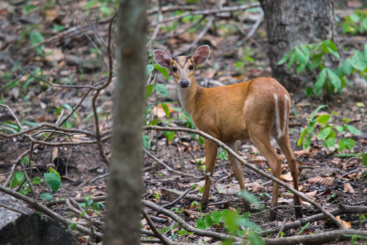 Barking deer (Muntiacus muntjak)