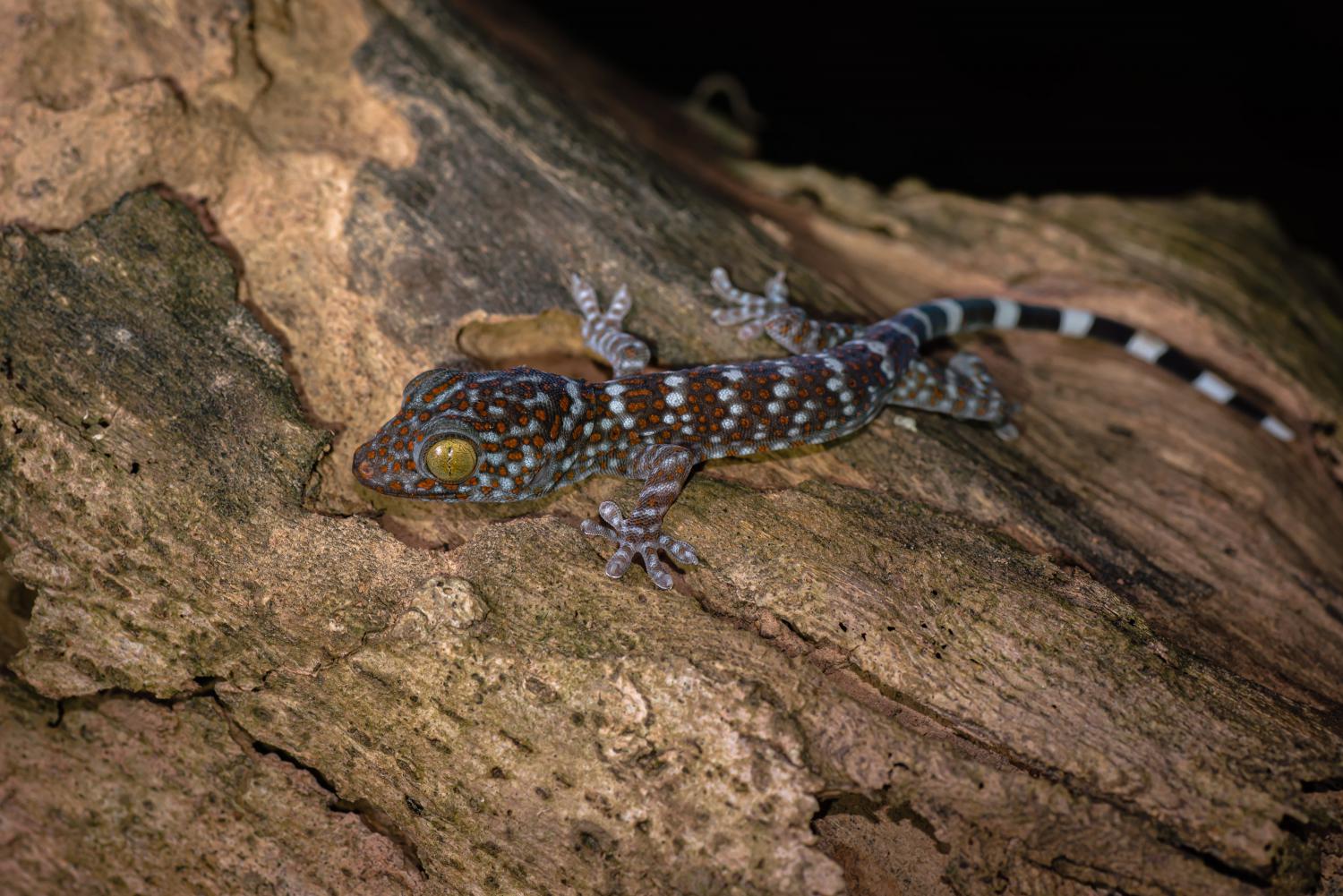 Common Tokay Gecko Gekko Gecko 