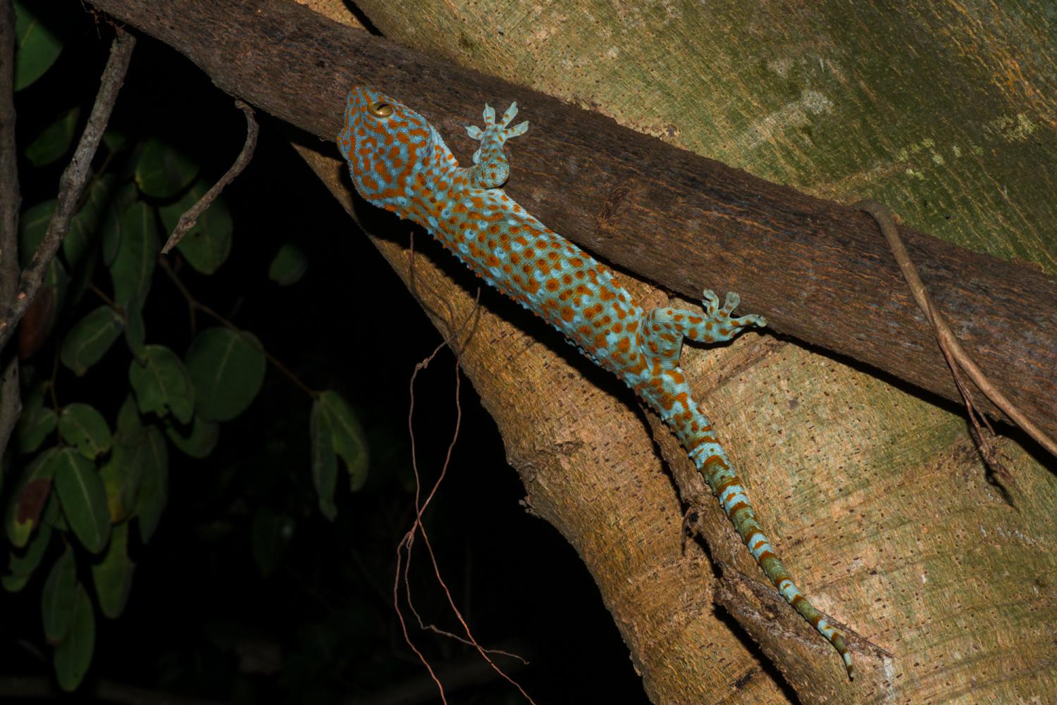 Tokay Gecko Bali Size
