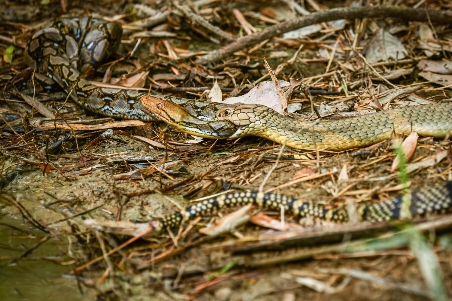 Monocled Cobra - KHAO SOK National Park, Thailand