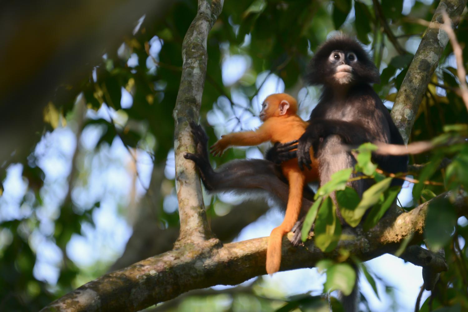 Dusky leaf Langur monkey Trachypithecus obscurus hang and eat green leaves  on the tree at Railay beach, Krabi, Thailand 8642167 Stock Photo at Vecteezy