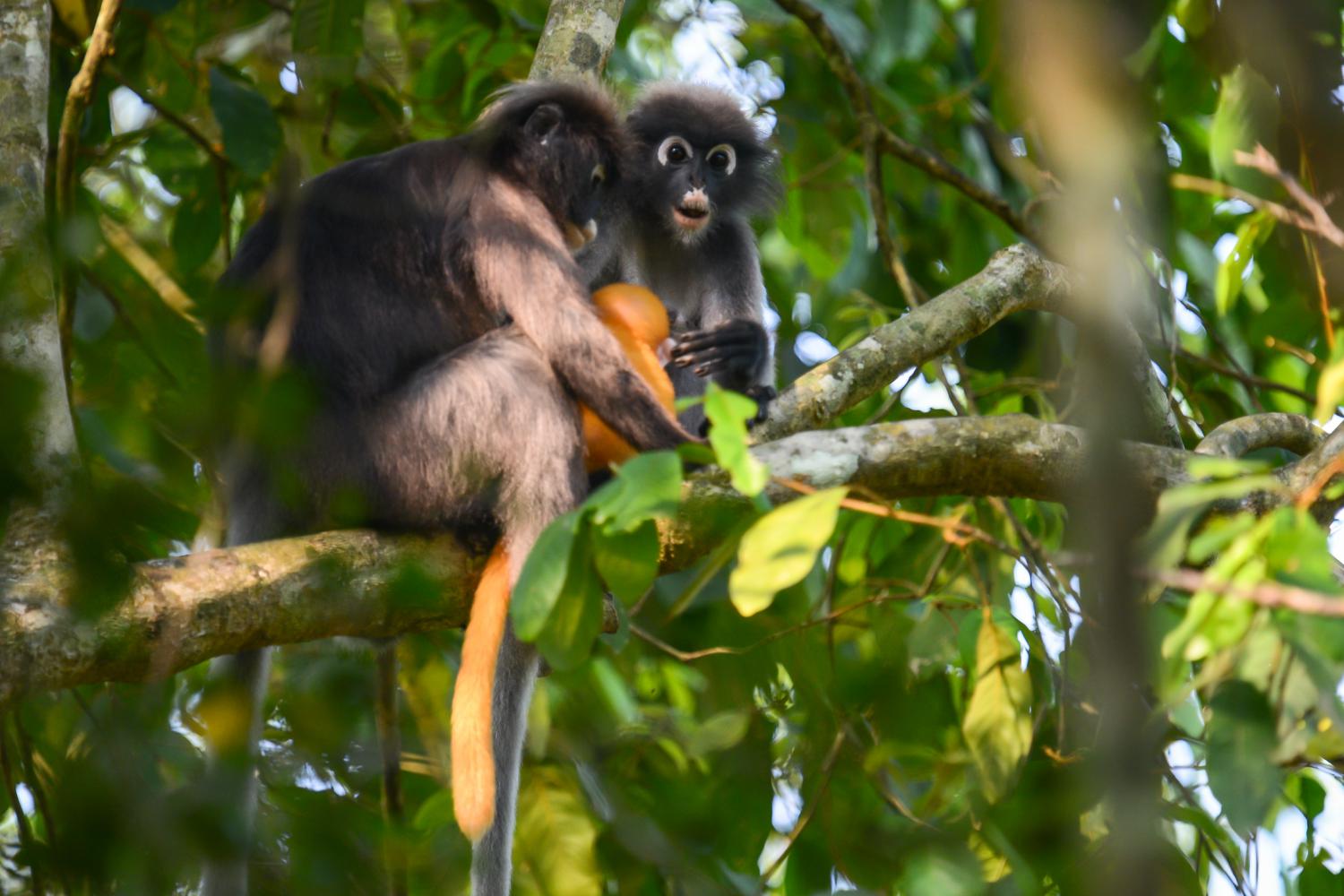 dusky leaf monkey in thailand national park Stock Photo - Alamy