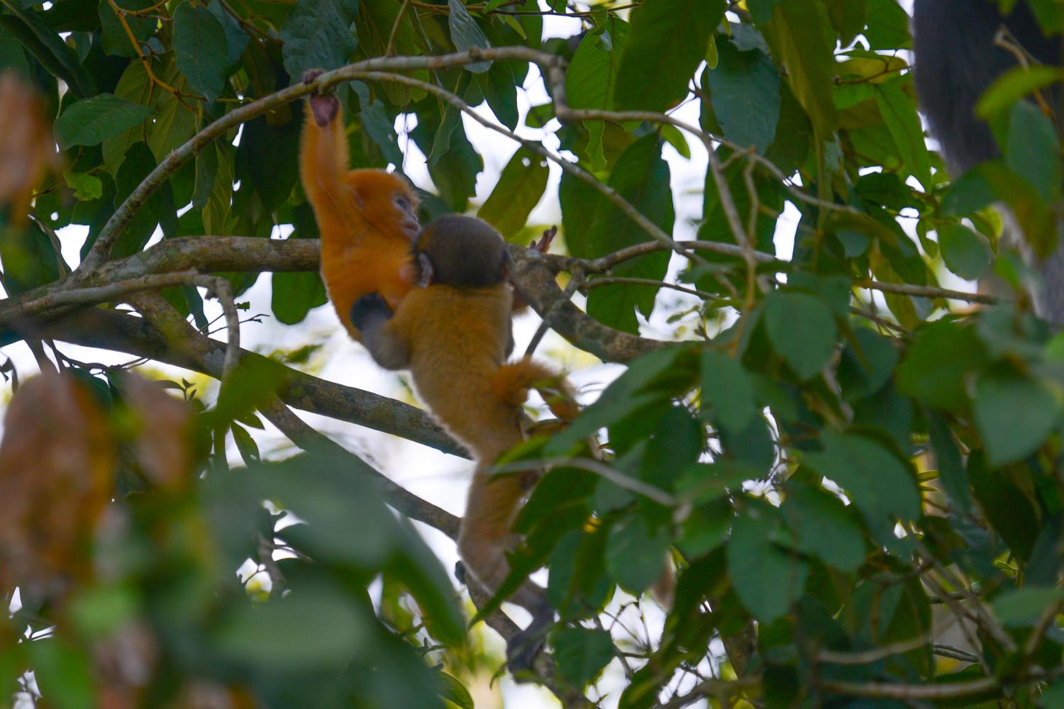 Dusky leaf monkey, spectacled langur, or spectacled leaf monkey  (Trachypithecus obscurus)