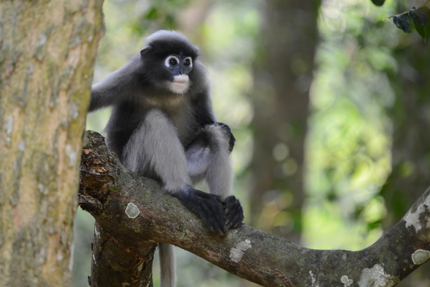 Dusky Leaf Monkey & Young, Brillangoer (Trachypithecus obscurus) Burgers'  Zoo, Arnhem, The Netherlands Conservatio…