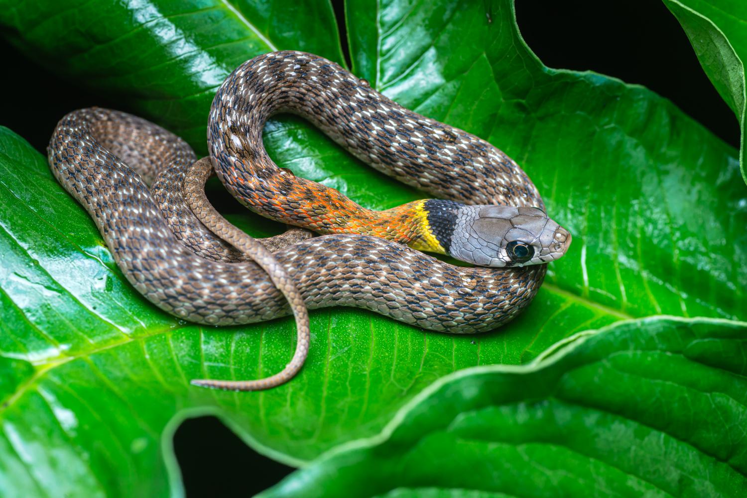 Siamese red-necked keelback (Rhabdophis siamensis)