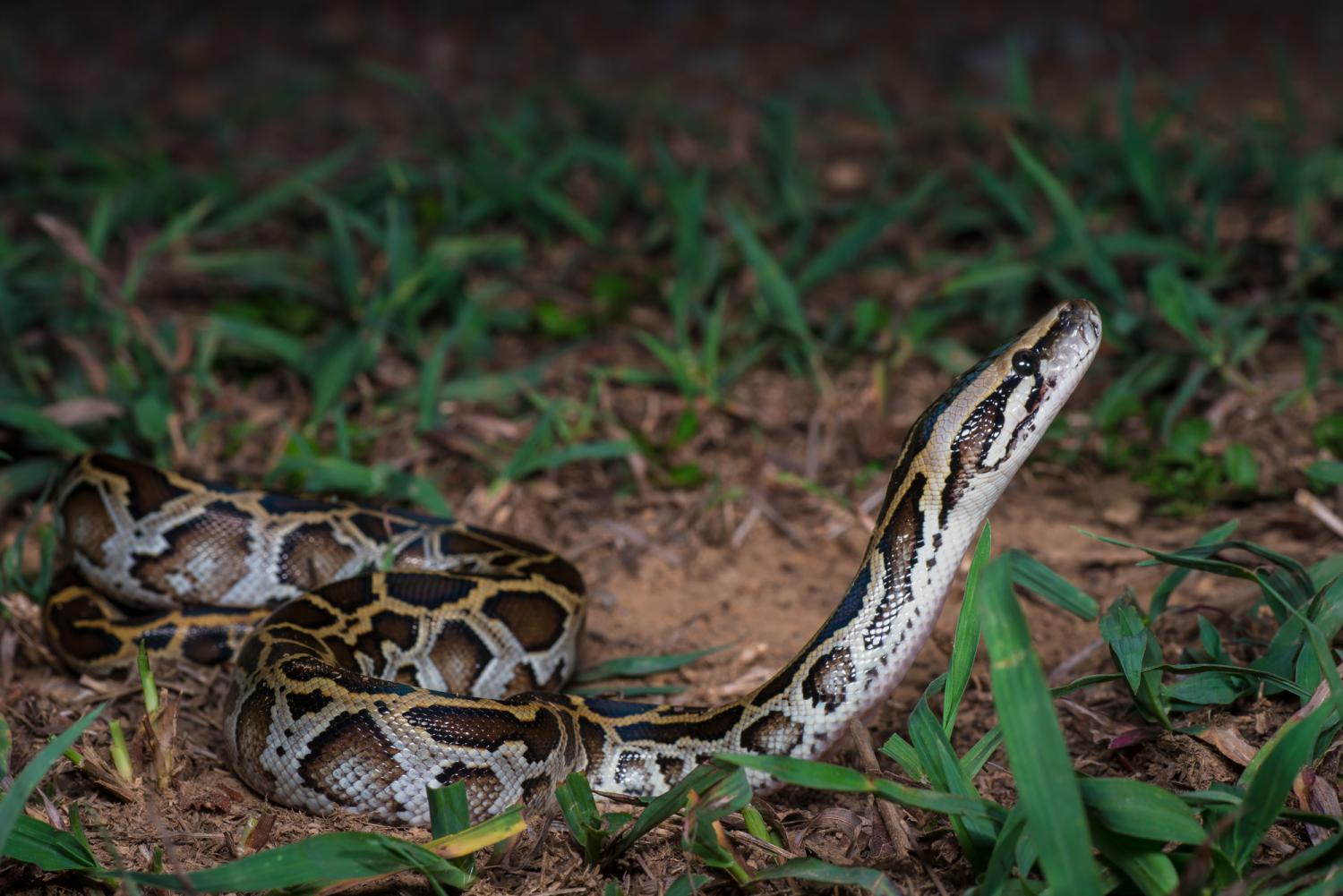 Burmese Python Python Bivittatus