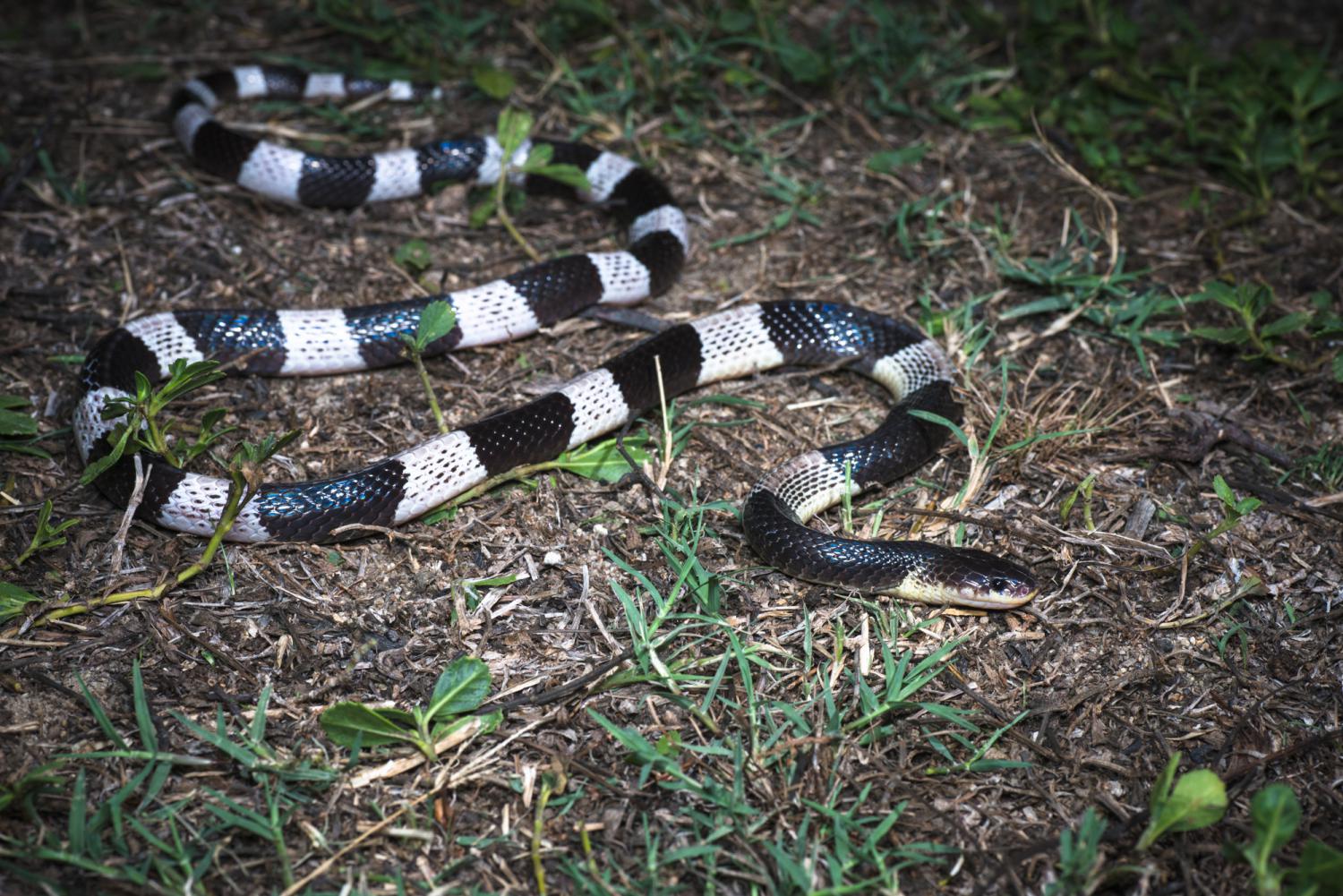 Blue krait (Bungarus candidus)