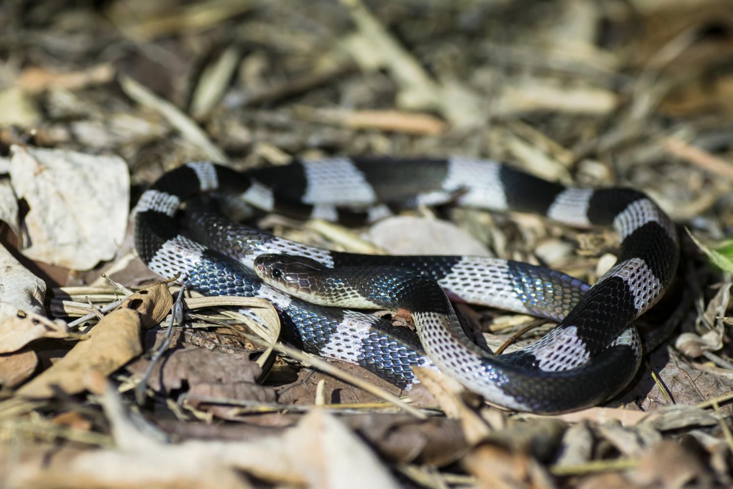 Blue Krait