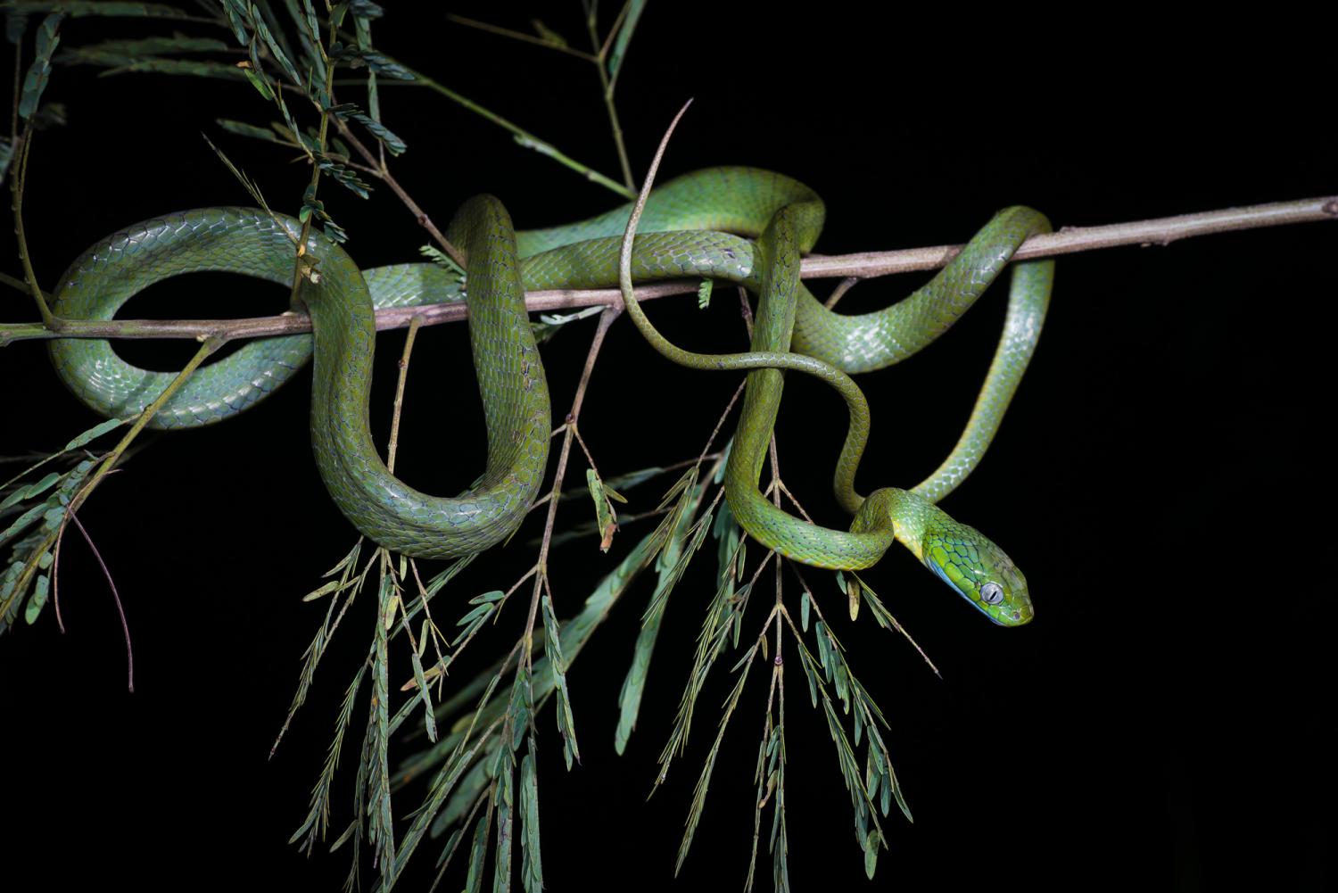 West Bengal: 2 cobras found in classroom in Jalpaiguri district