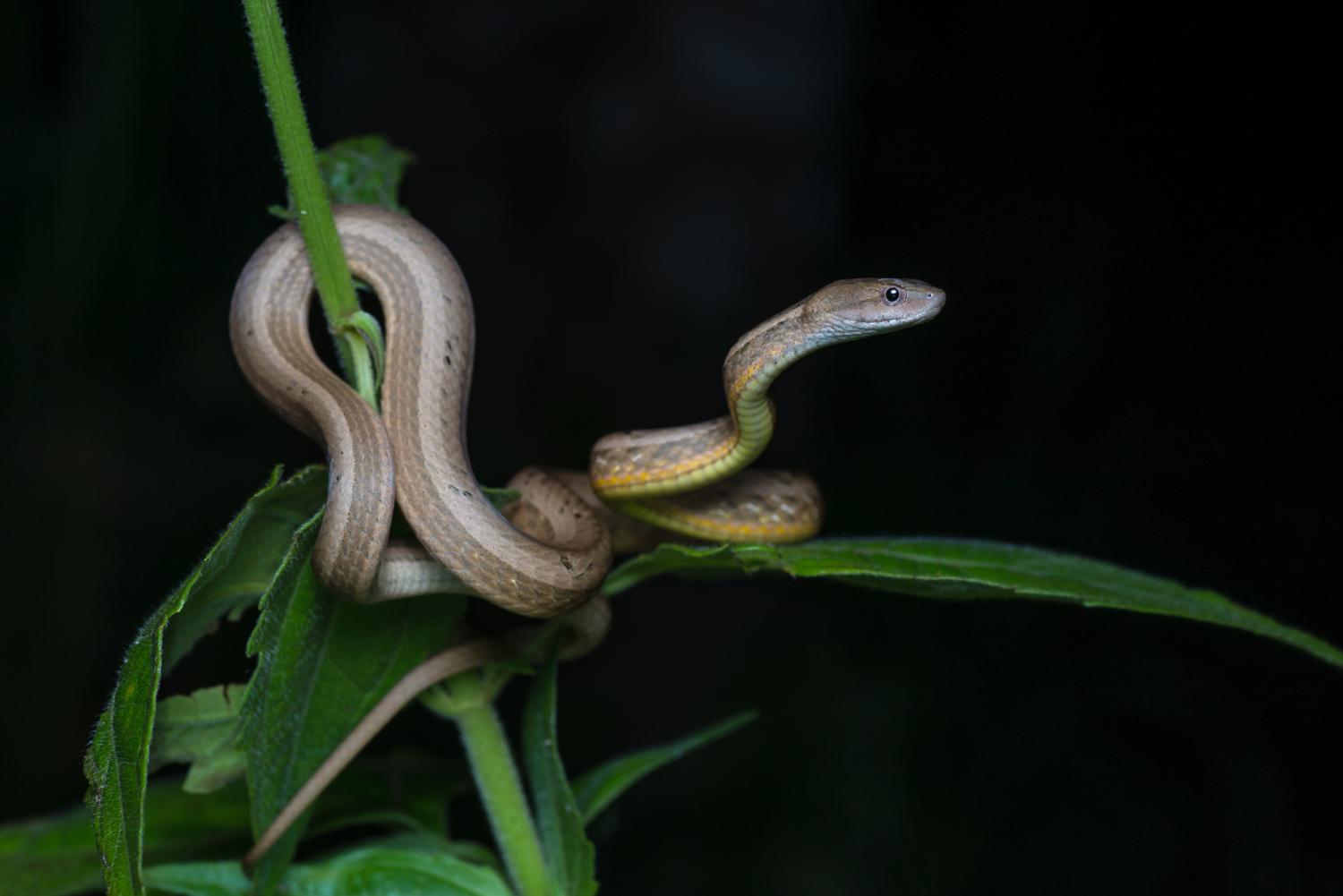 Common mock viper (Psammodynastes pulverulentus)