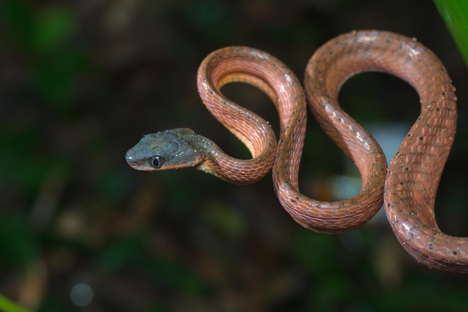 Black-headed cat snake (Boiga nigriceps)