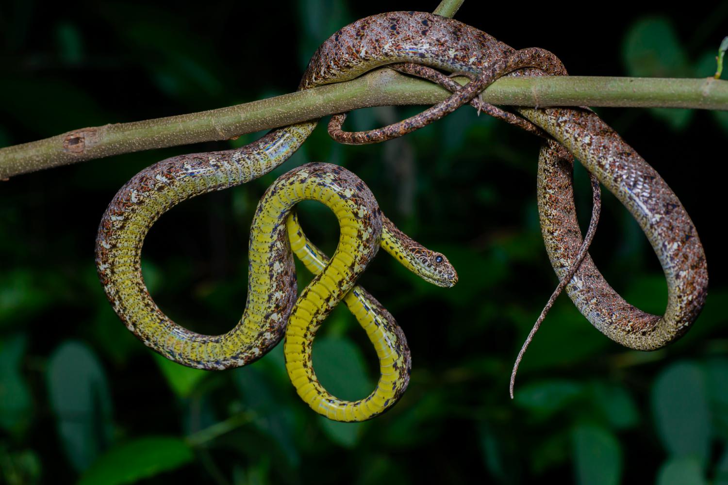 Jasper cat snake (Boiga jaspidea)