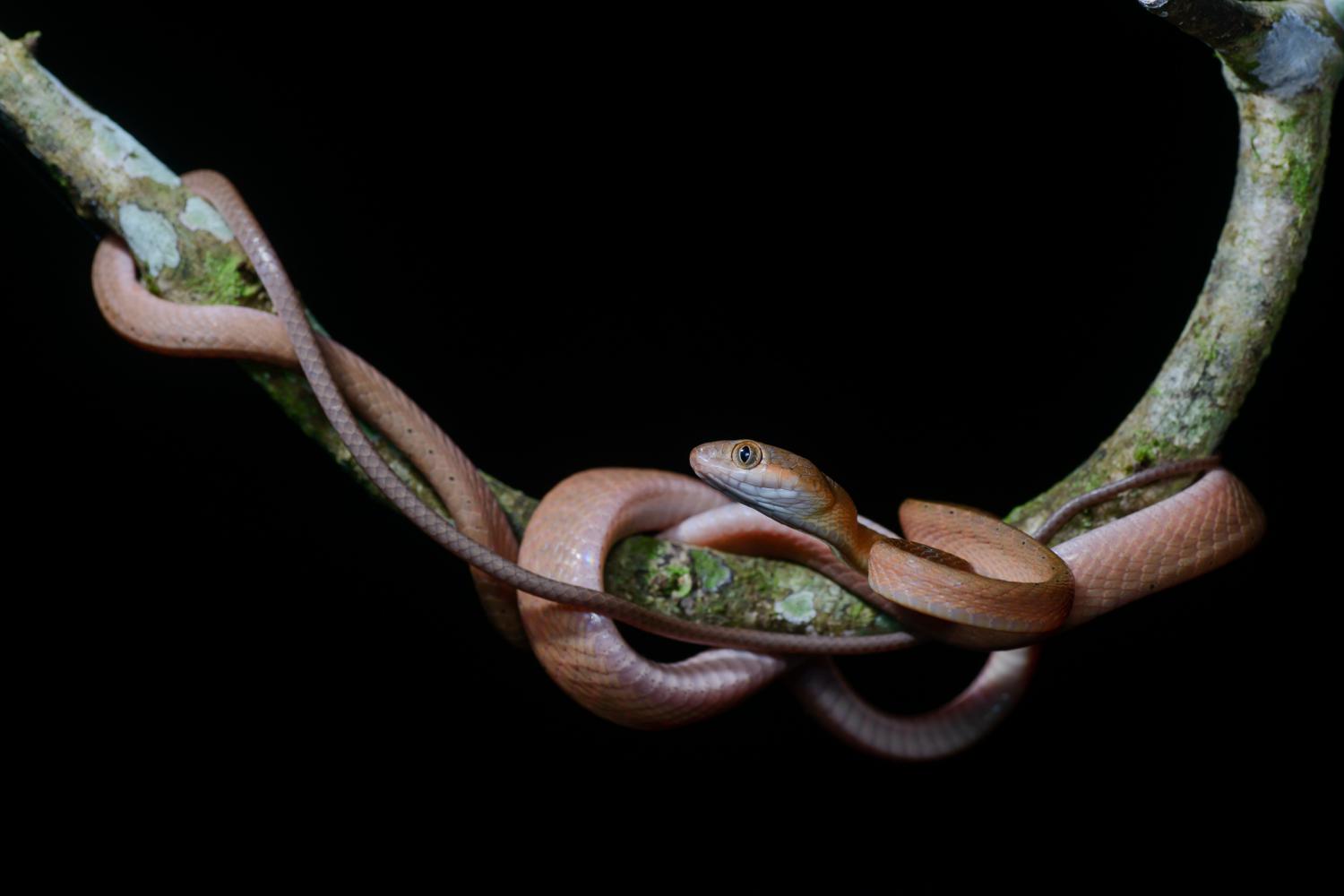 Black-headed cat snake (Boiga nigriceps)