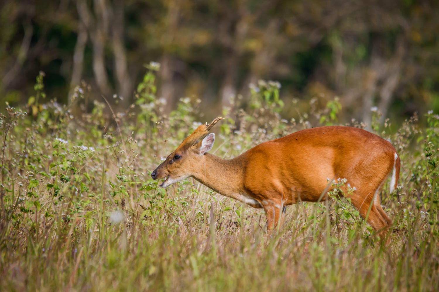 Barking deer (Muntiacus muntjak)