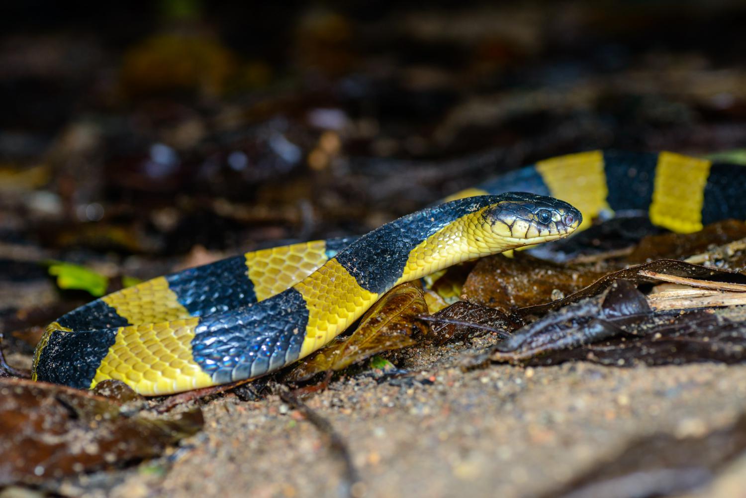 Sakhamuti snake in english