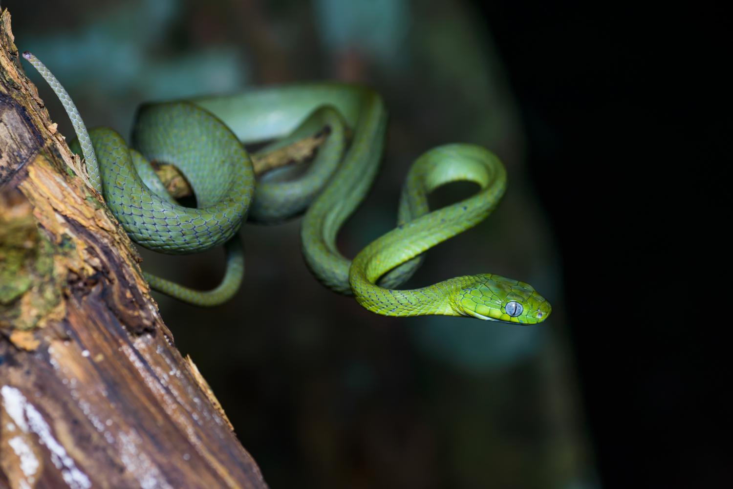 Serpents en Thaïlande : le serpent chat vert (Boiga cyanea)