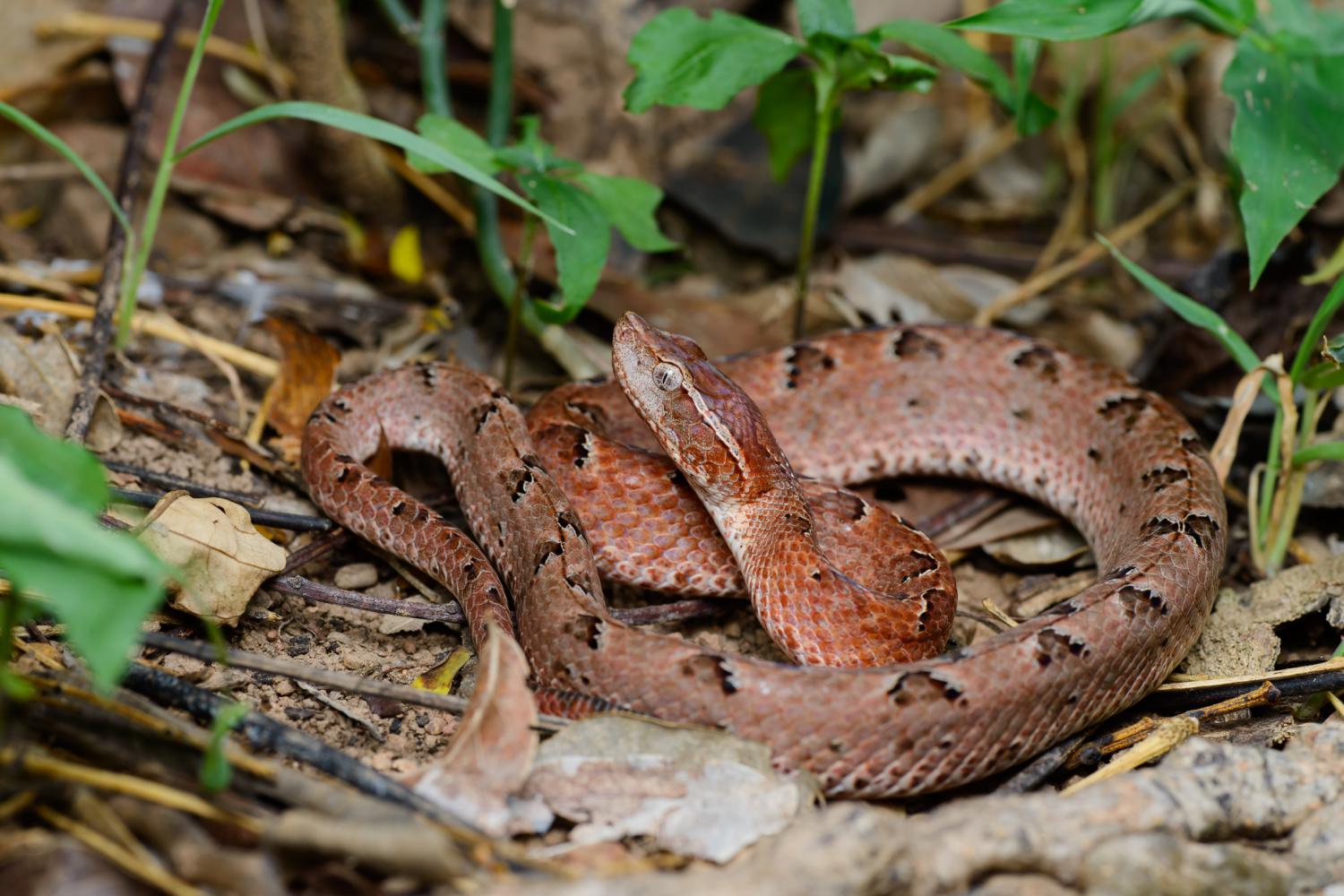 Malaysian Viper