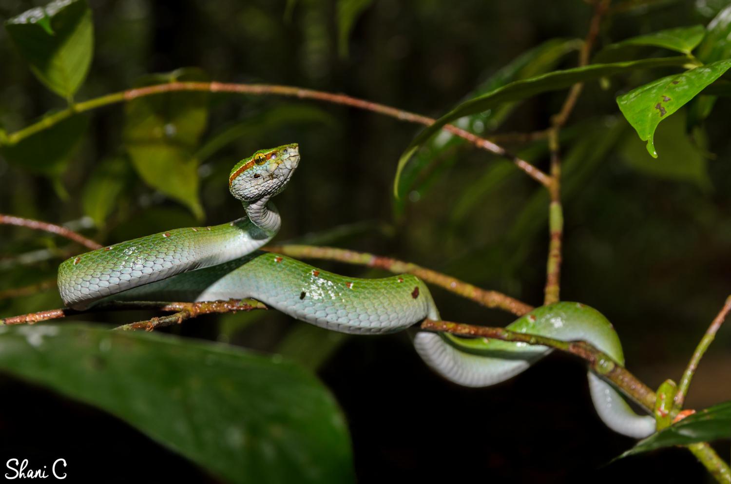 Wagler's Pit Viper - Tropidolaemus wagleri