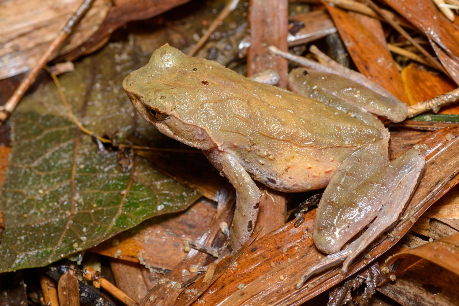 Malacca horned toad (Megophrys longipes)