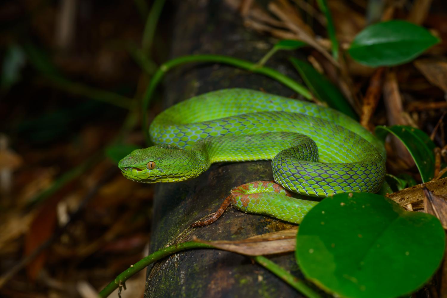 Sabah pit viper (Trimeresurus sabahi)