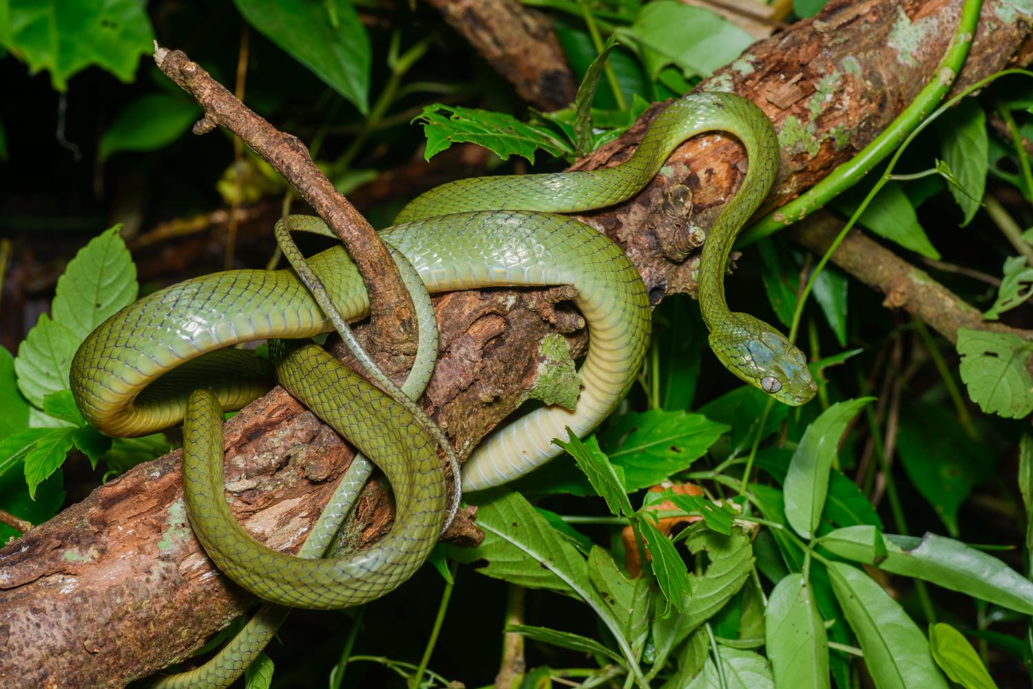 Green cat snake (Boiga cyanea)