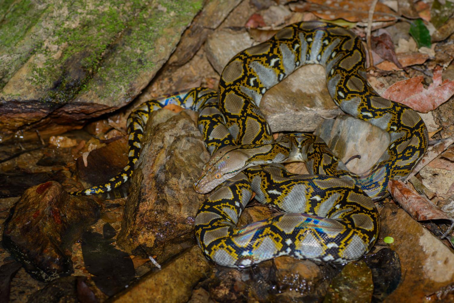 Reticulated python - Wikipedia