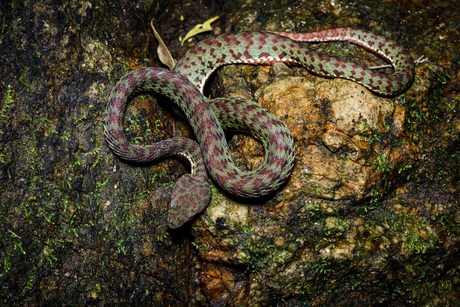 Trimeresurus macrops - Wikipedia