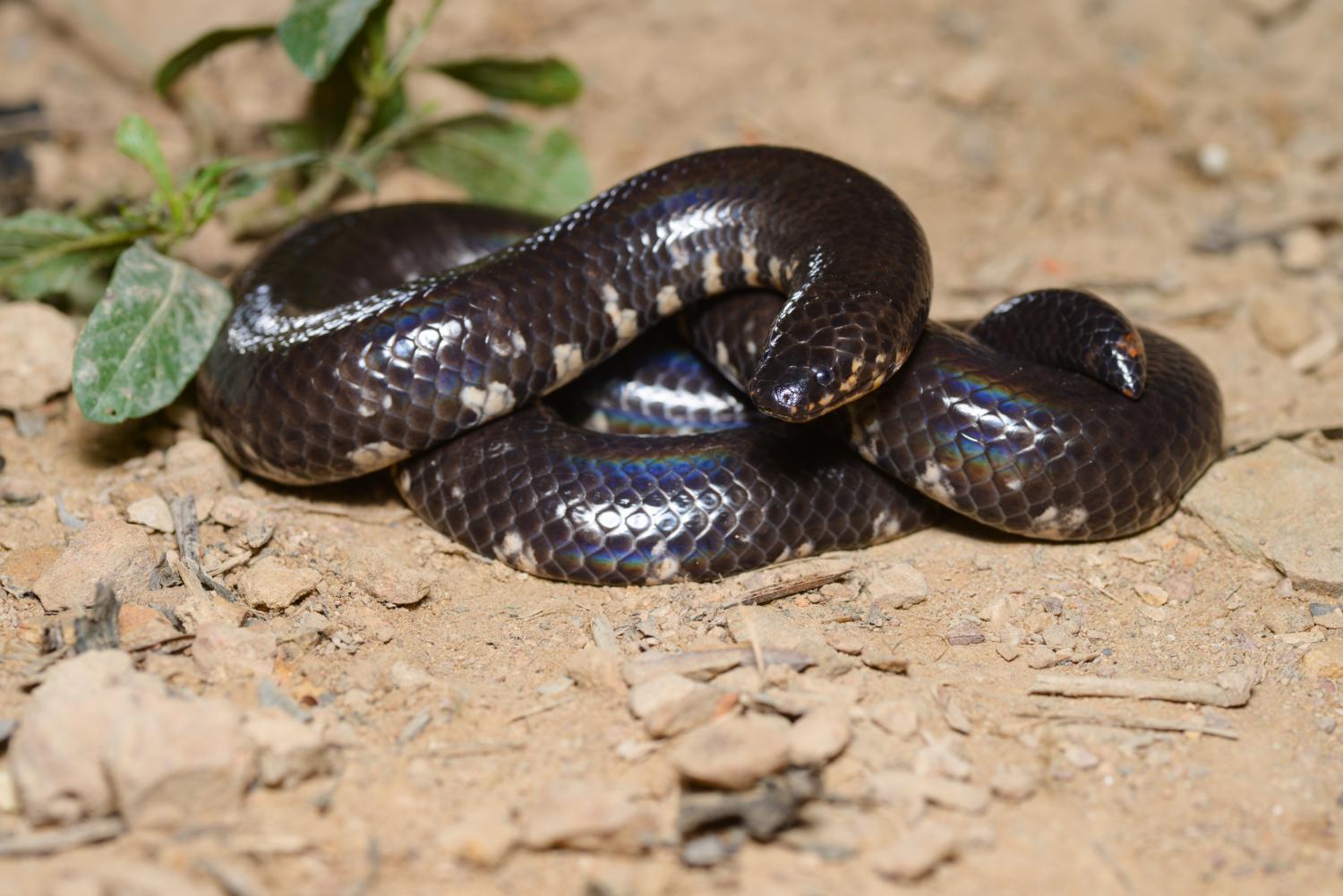 https://static.thainationalparks.com/img/species/2017/11/20/328610/cylindrophis-jodiae-w-1500.jpg