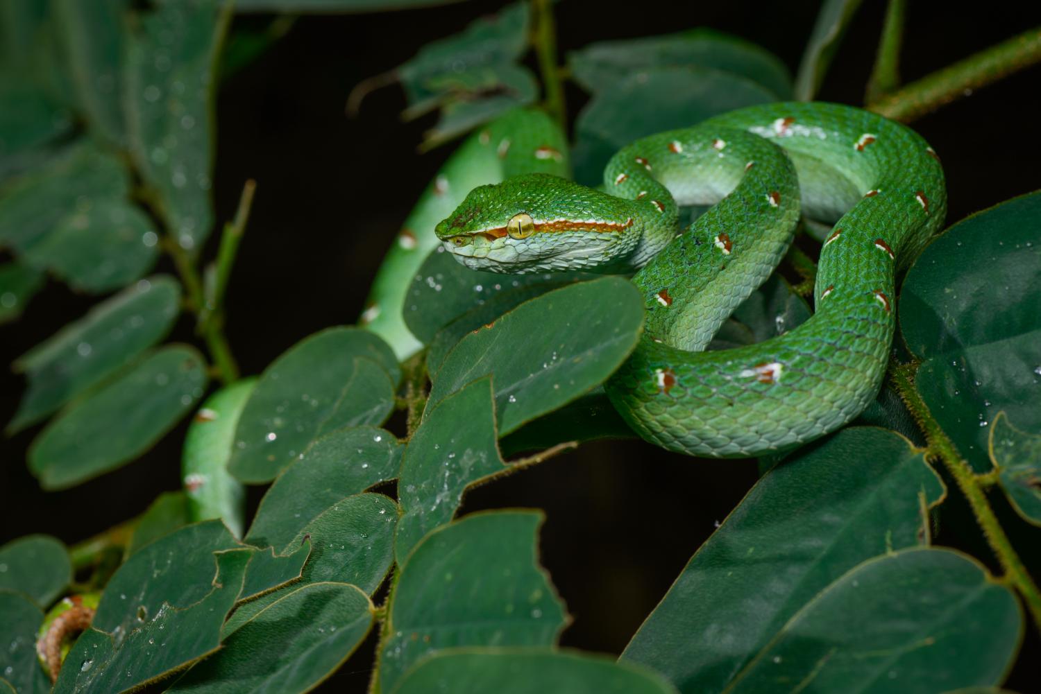 Wagler s Palm Pit Viper Tropidolaemus Wagleri 