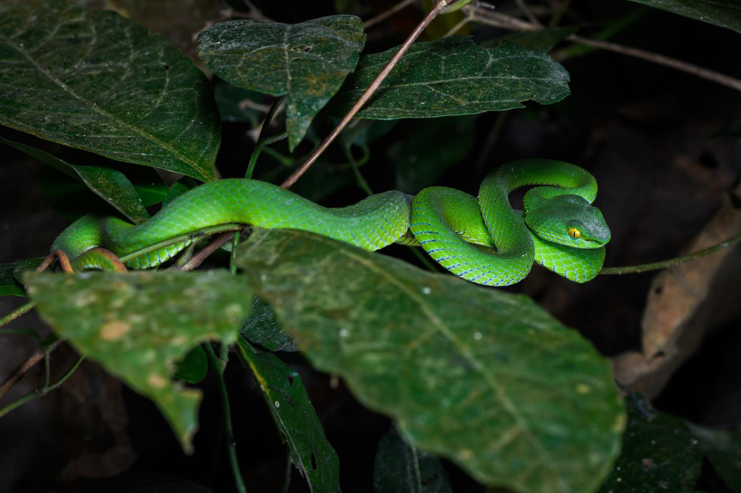 Trimeresurus macrops - Wikipedia