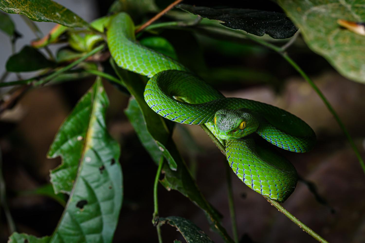 Large-eyed pit viper (Trimeresurus macrops)