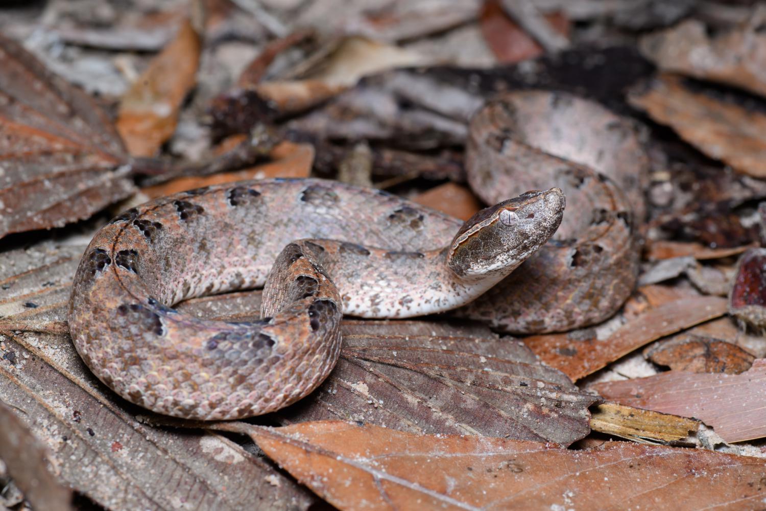 Malayan Pit Viper Calloselasma Rhodostoma