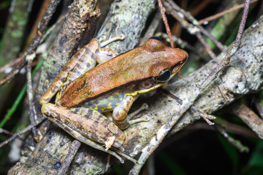 Gold-flanked odorous frog (Odorrana aureola)