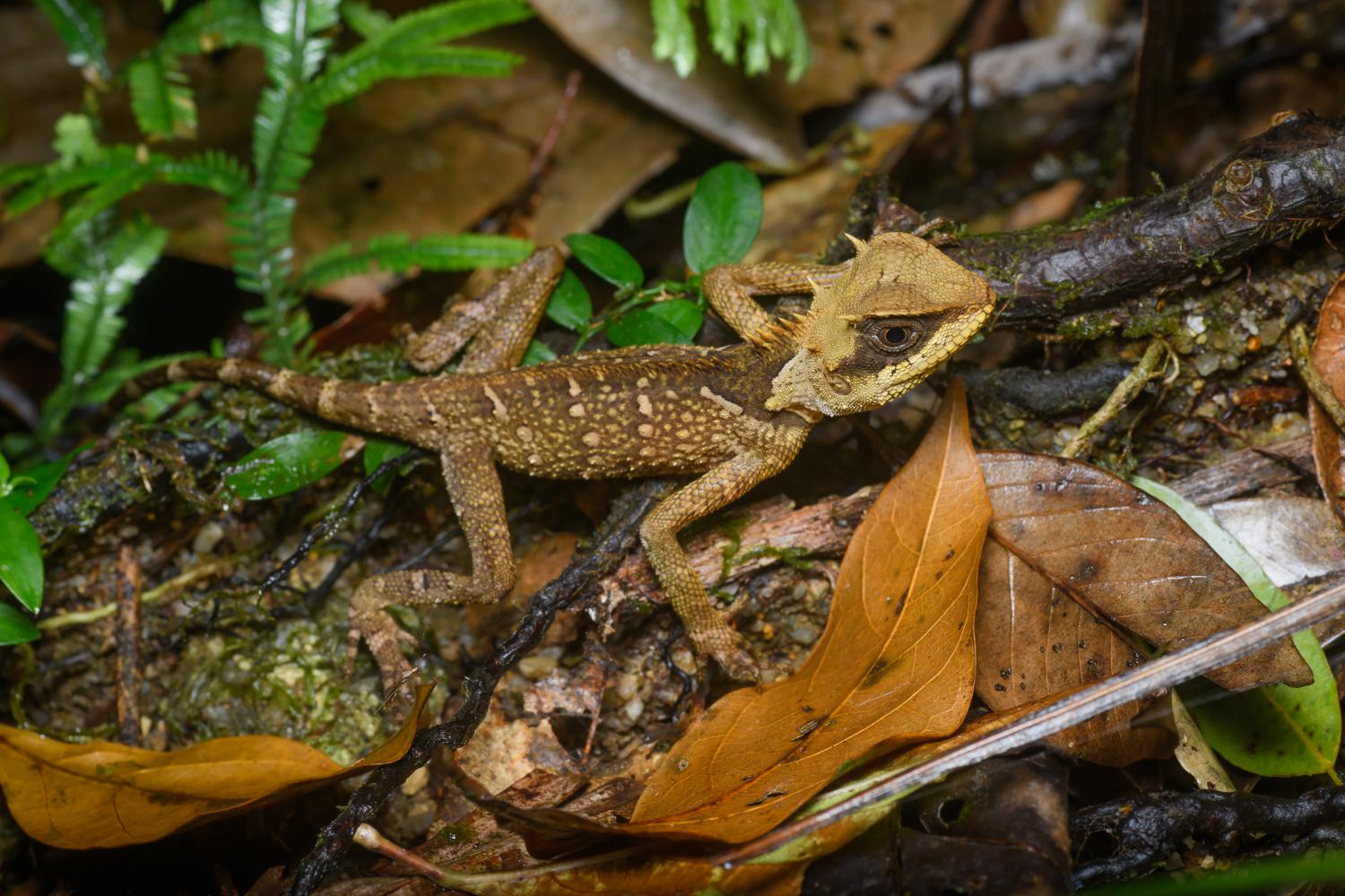 Cardamom tree dragon (Acanthosaura cardamomensis)