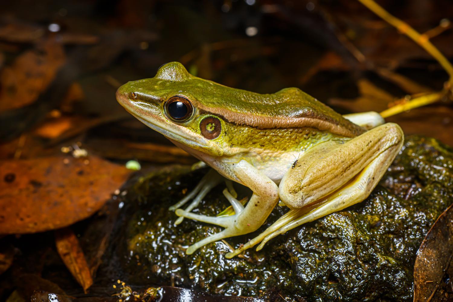 Common green frog (Hylarana erythraea) - JungleDragon