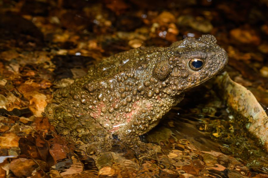 River Toad Phrynoidis Aspera 