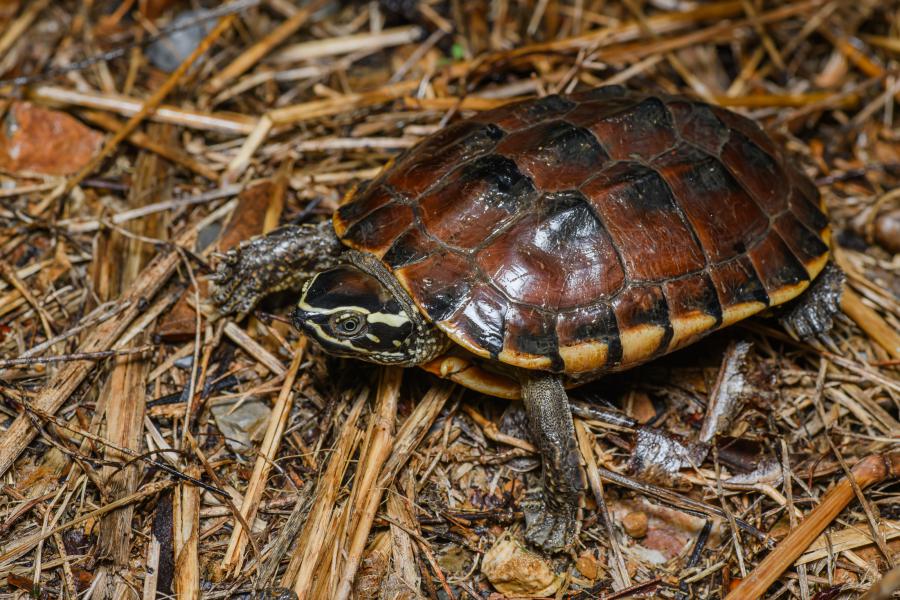 Malayan snail-eating turtle (Malayemys macrocephala)