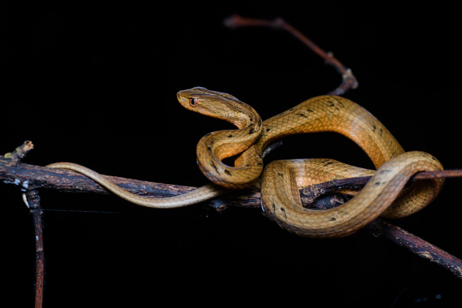 Common mock viper (Psammodynastes pulverulentus)