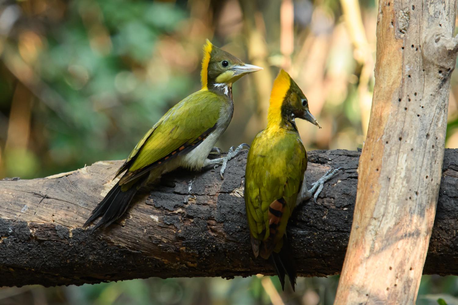 Greater yellownape (Chrysophlegma flavinucha)