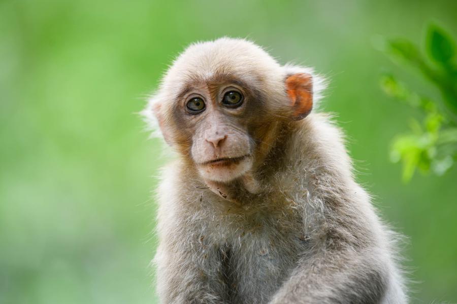 Assam macaque (Macaca assamensis)