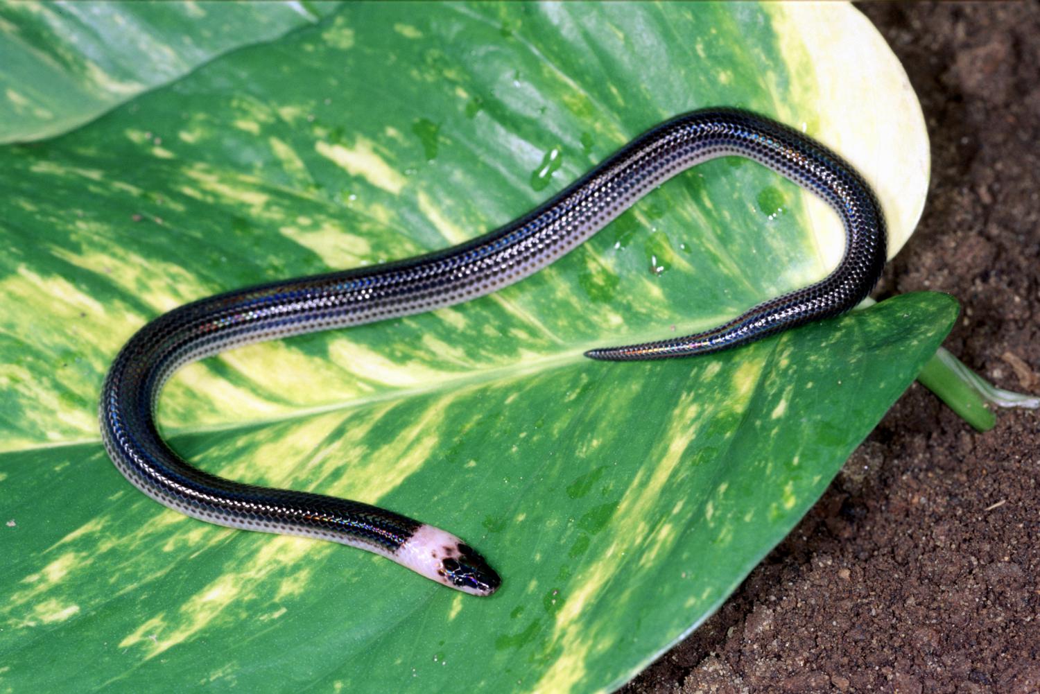 Albino Sunbeam Snake