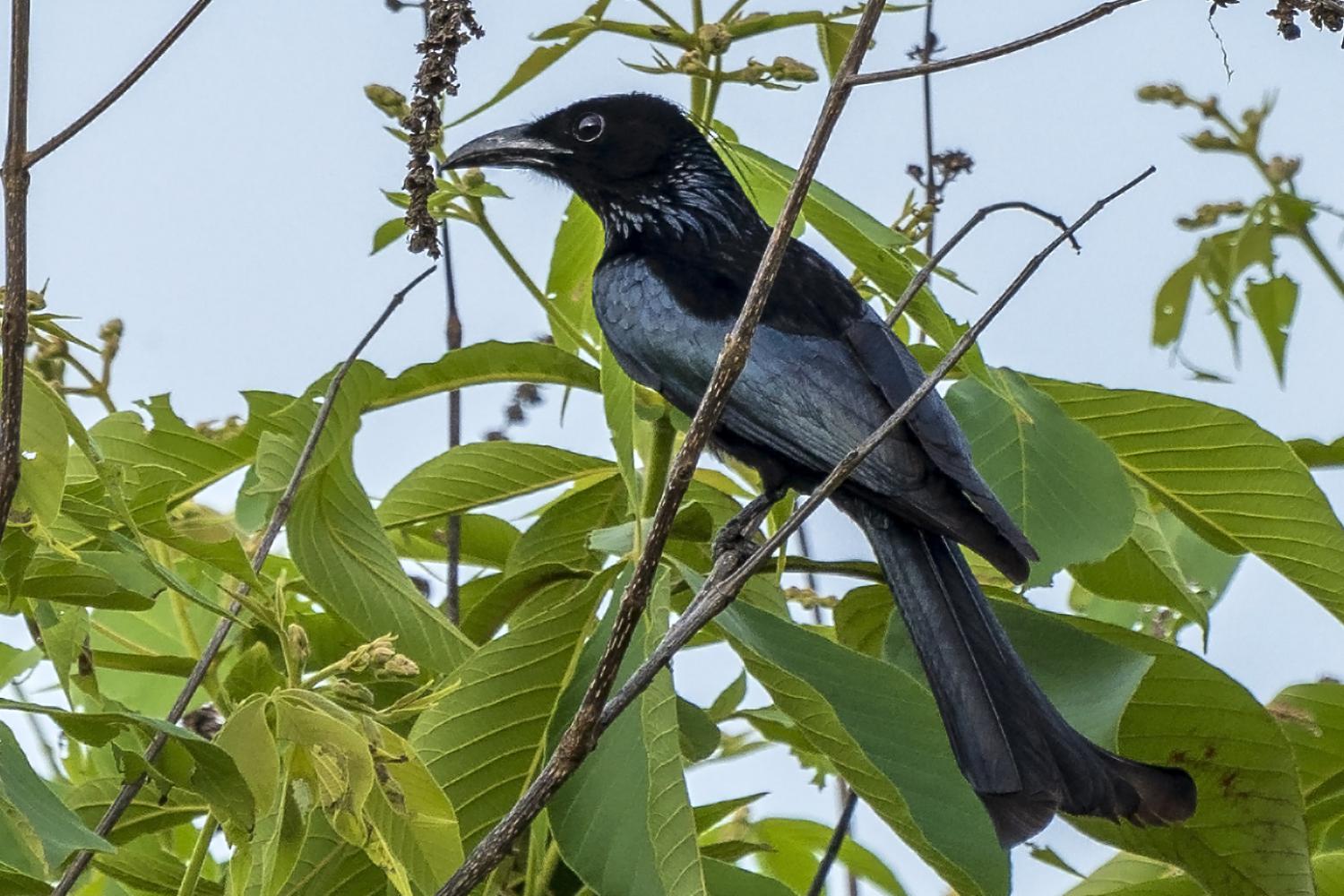 Hottentot Drongo