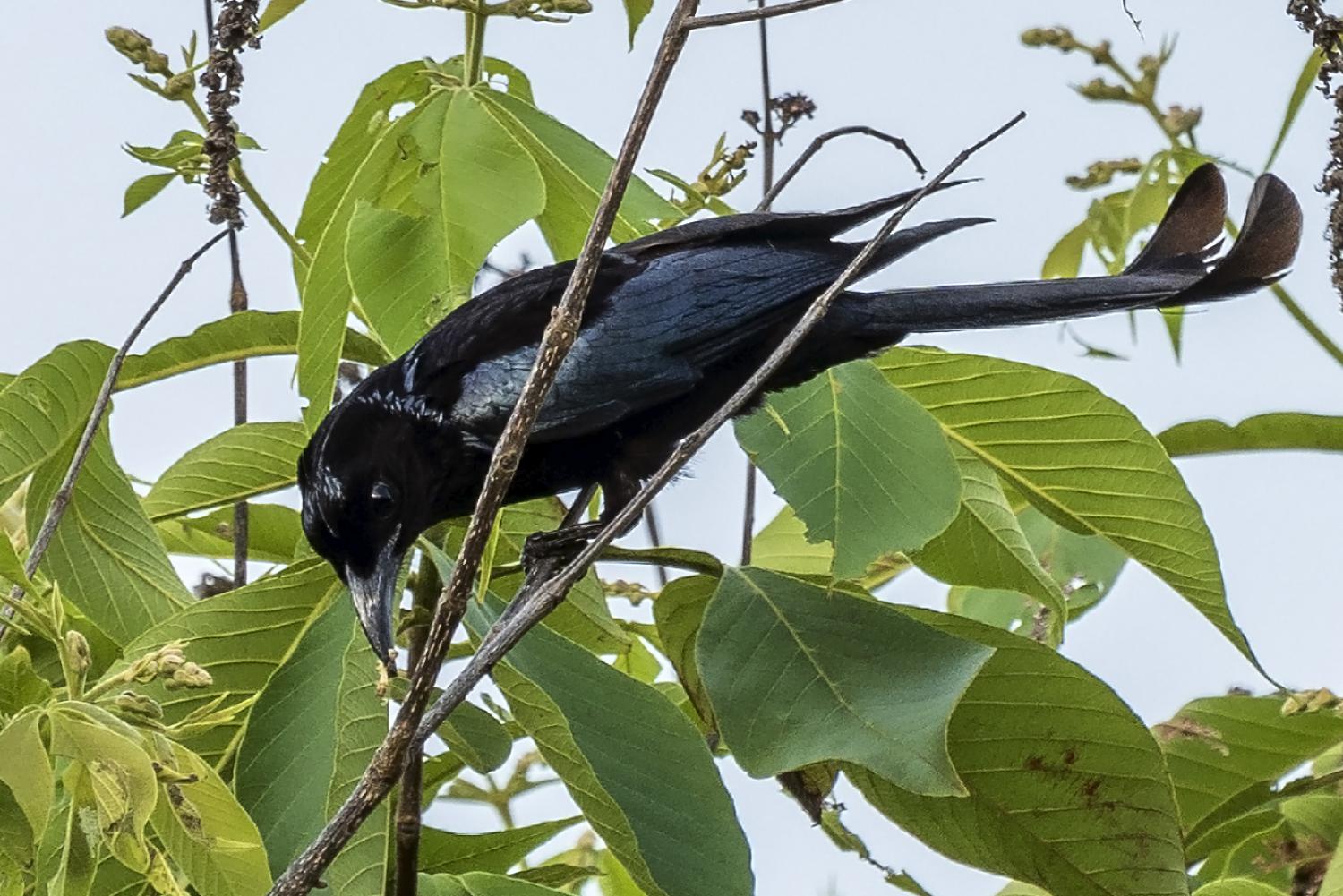 Hottentot Drongo