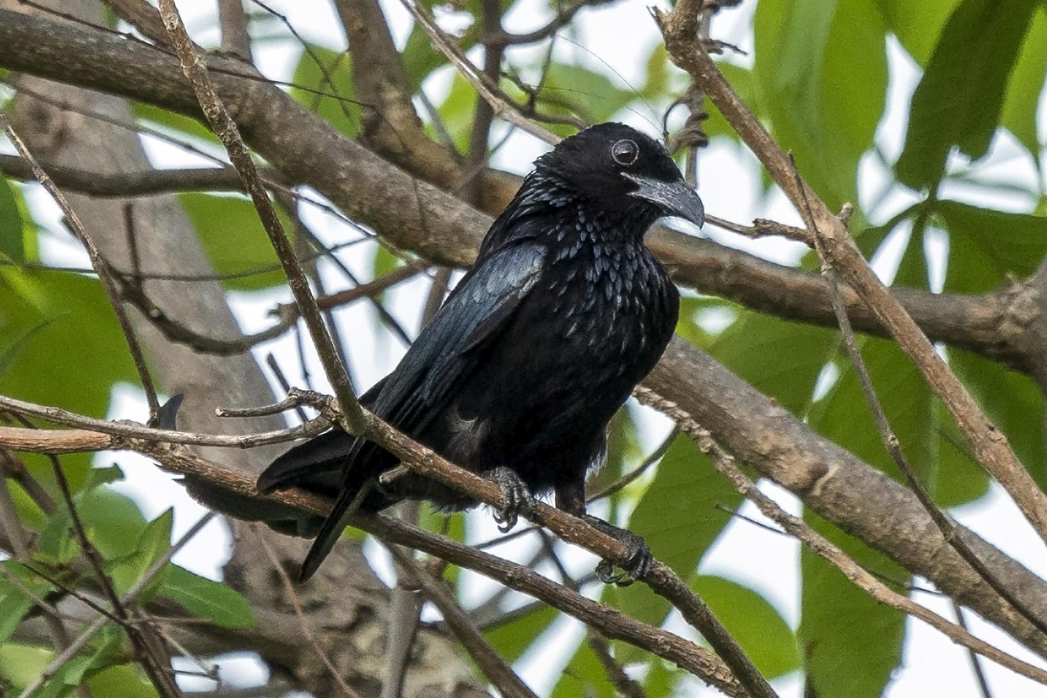 Hottentot Drongo